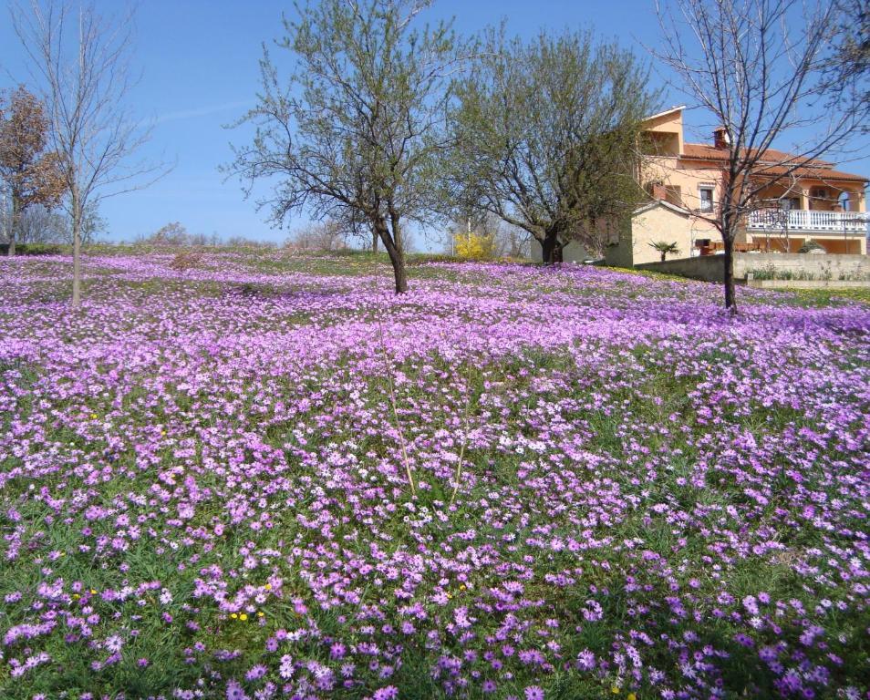 Apartments Alice Green Oasis - Porec Room photo
