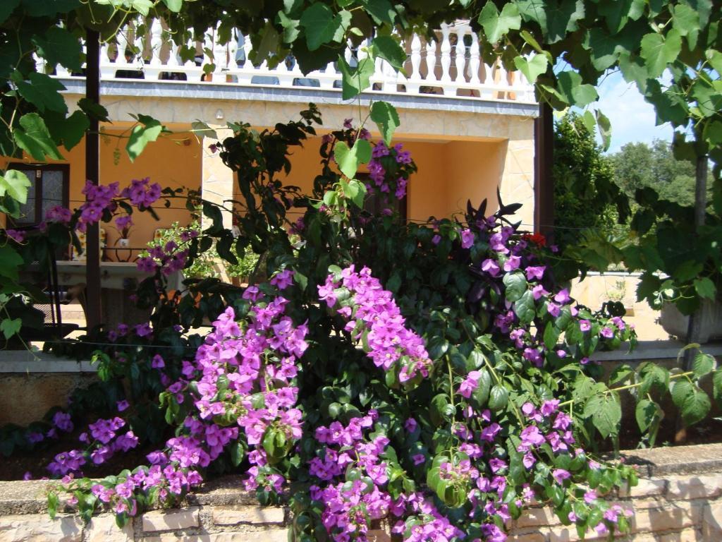 Apartments Alice Green Oasis - Porec Room photo