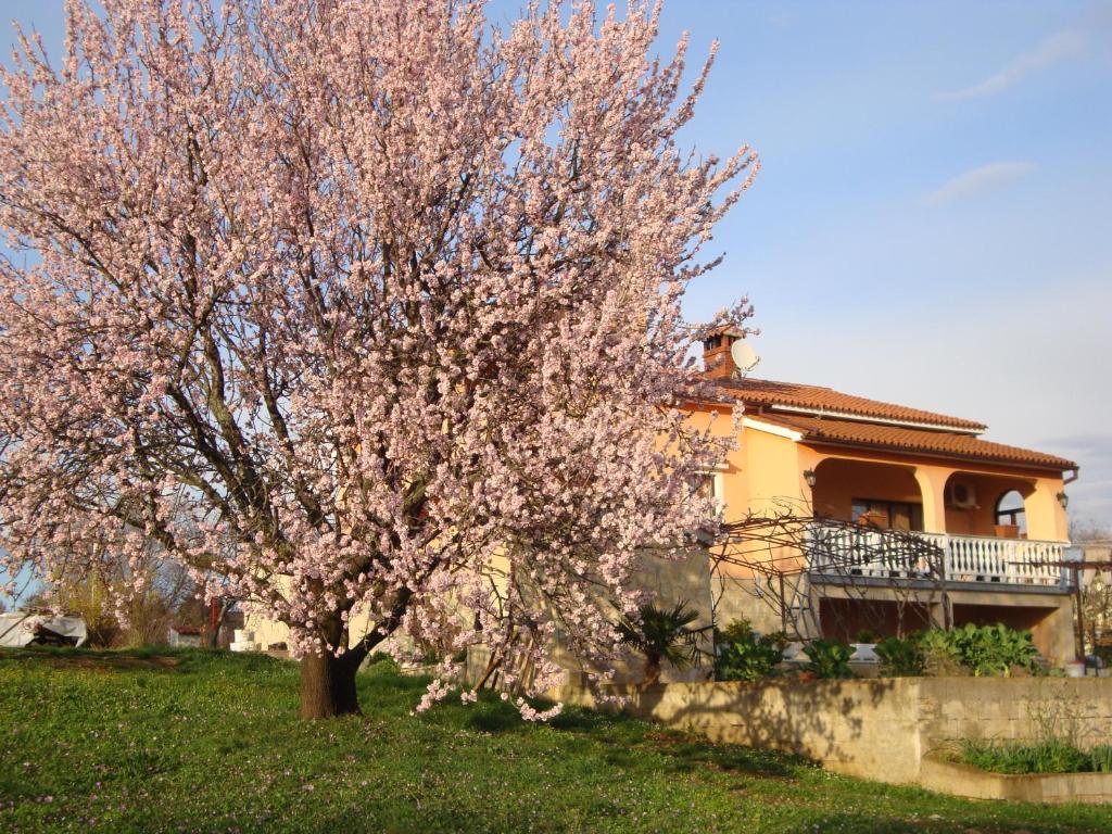 Apartments Alice Green Oasis - Porec Exterior photo